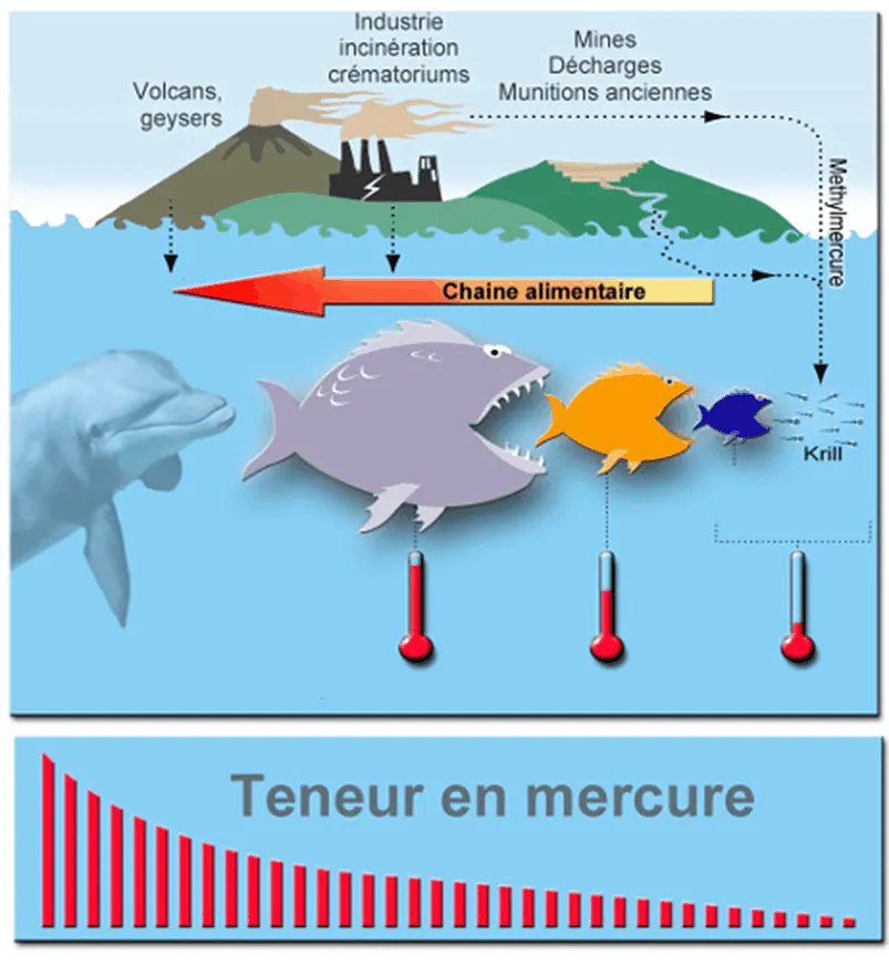 Le Mercure dans l’Exploitation Aurifère : Impacts et Enjeux en Afrique de l’Ouest