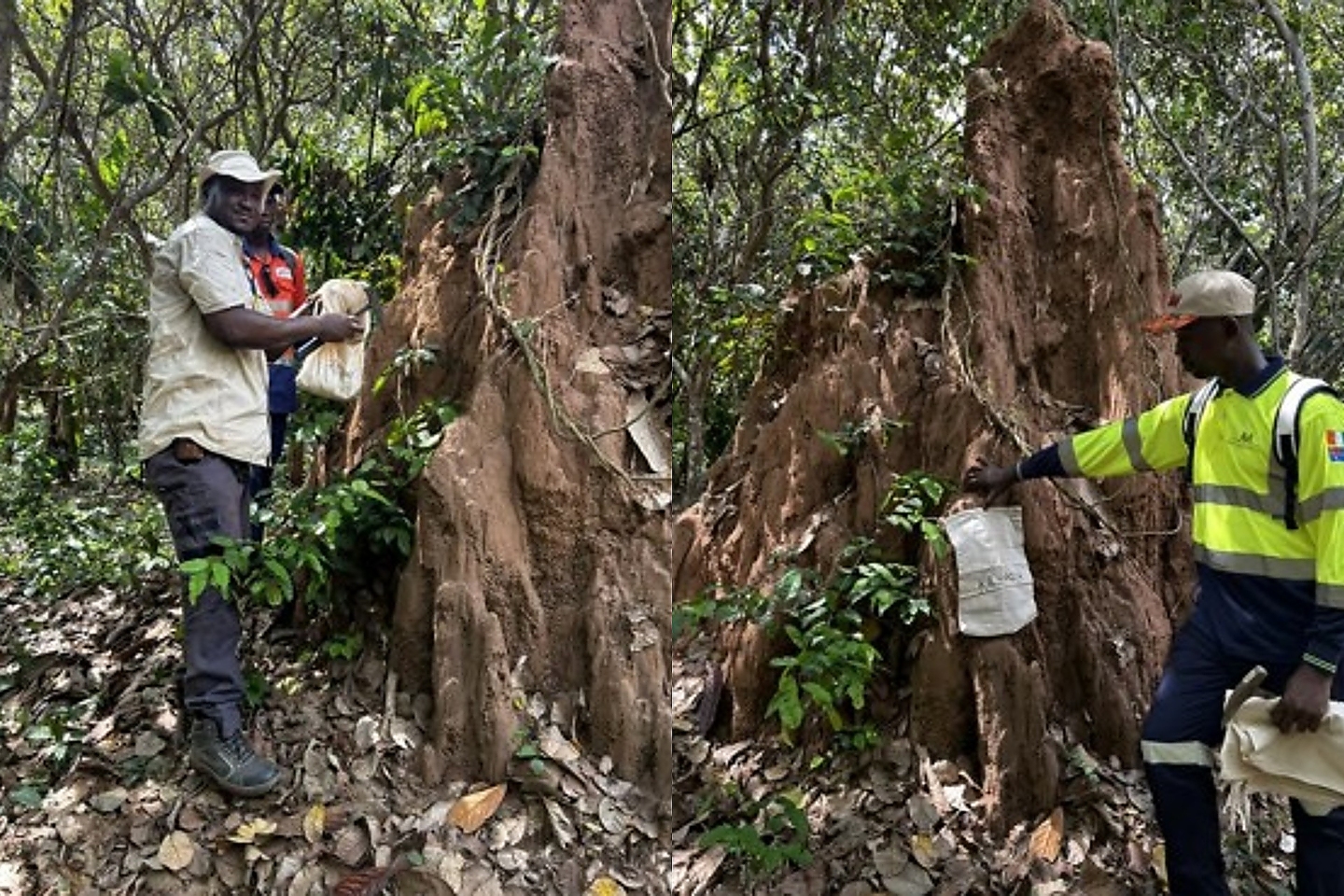 MetalsGrove Mining identifie un système aurifère de 18 km à Zuénoula en Côte d'Ivoire