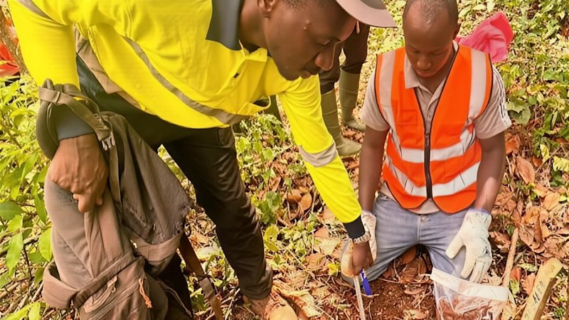 Côte d'Ivoire : Dalaroo Metals Découvre un Corridor Aurifère Massif de 7 km à Bondoukou